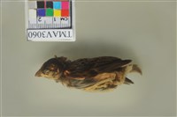 藏品(麻雀)的圖片